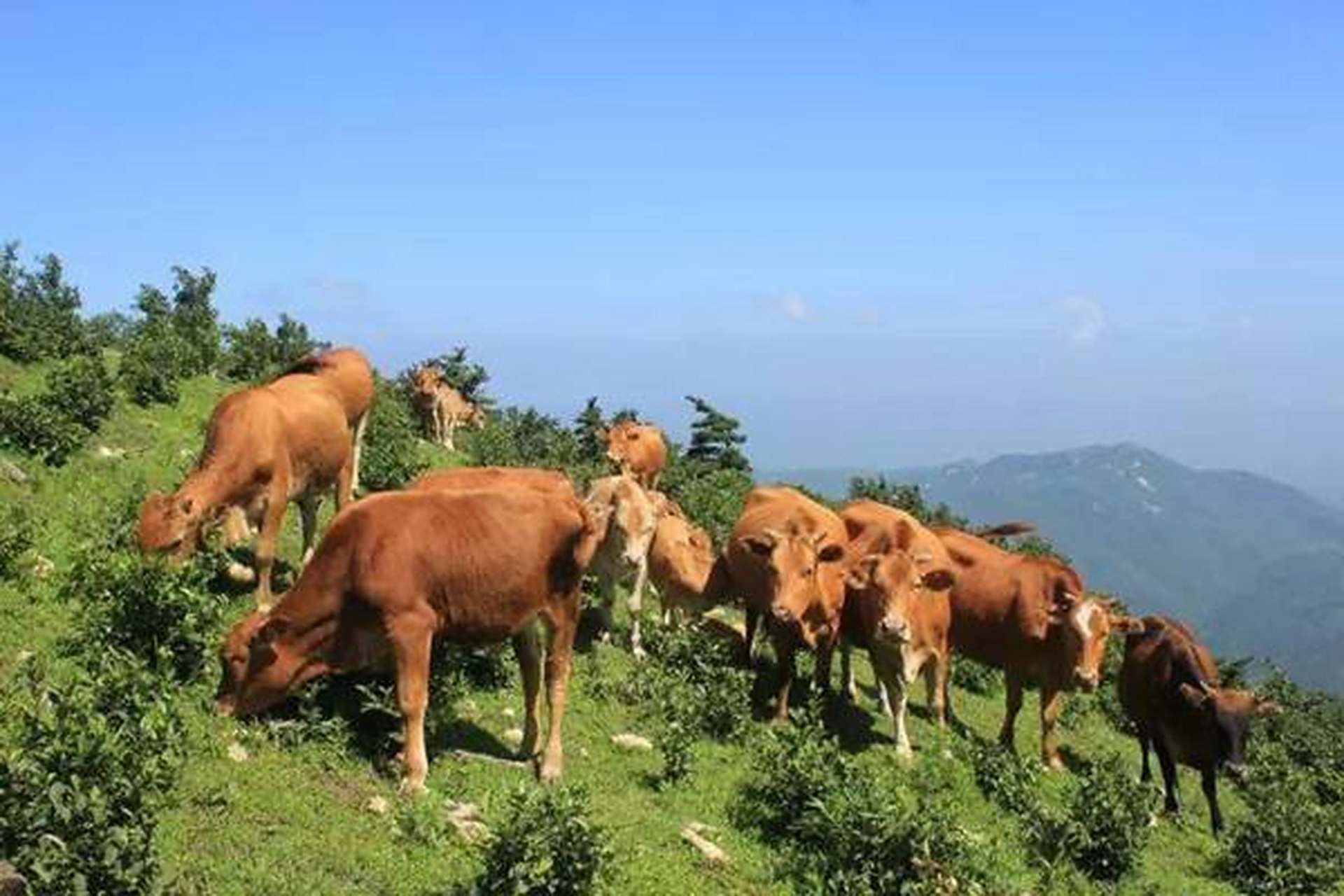 新晃黄牛肉,湖南省新晃侗族自治县特产.