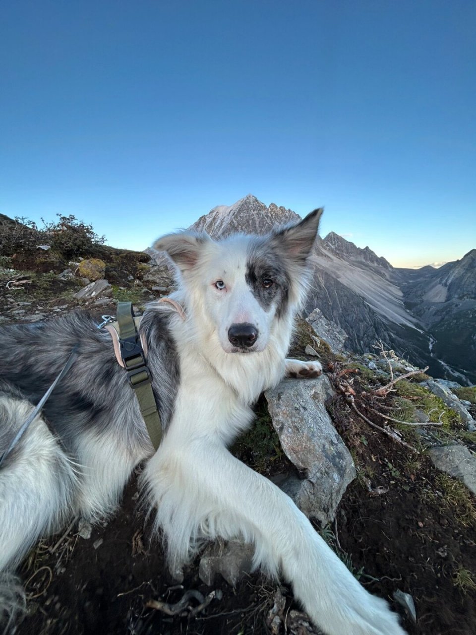 旷野之犬图片