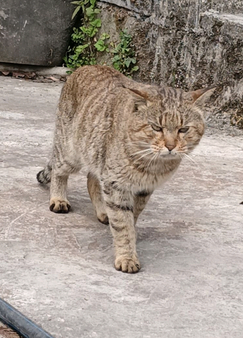 村头的大狸子猫出来了,它好像要过来给我邦邦两拳的样子