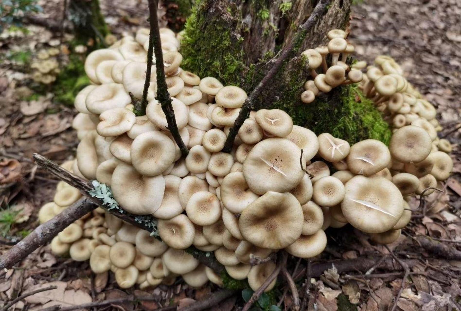 网友:山上看到的,这样的蘑菇能吃不? #搞笑趣味图