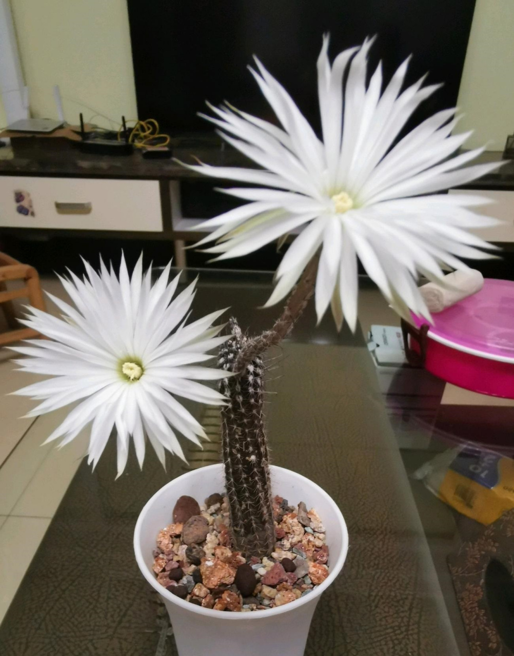 给大家推荐一款适合上班族们养的花——株状仙人球"奇想丸",它一到春