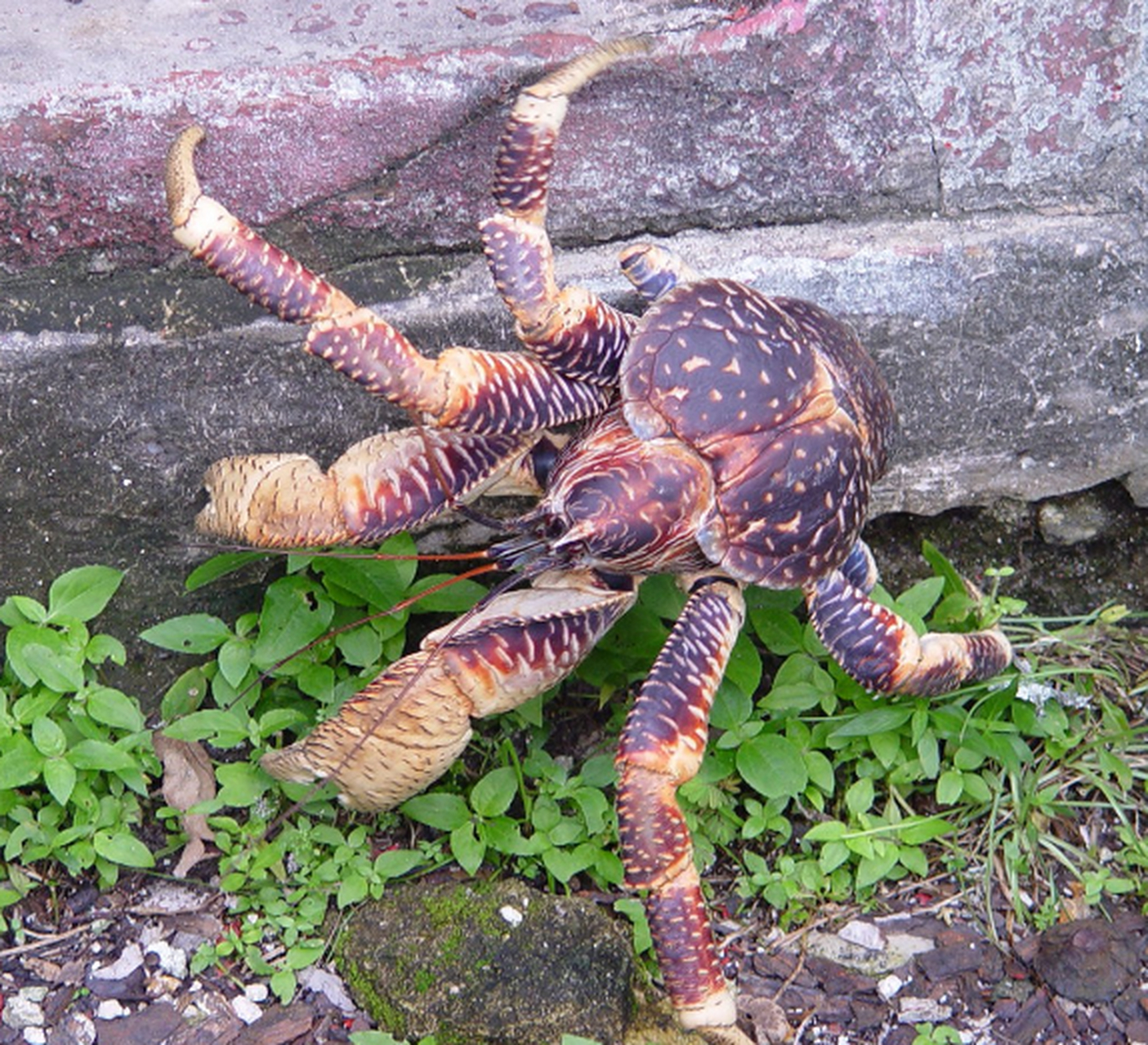 椰子蟹vs帝王蟹 蜘蛛图片