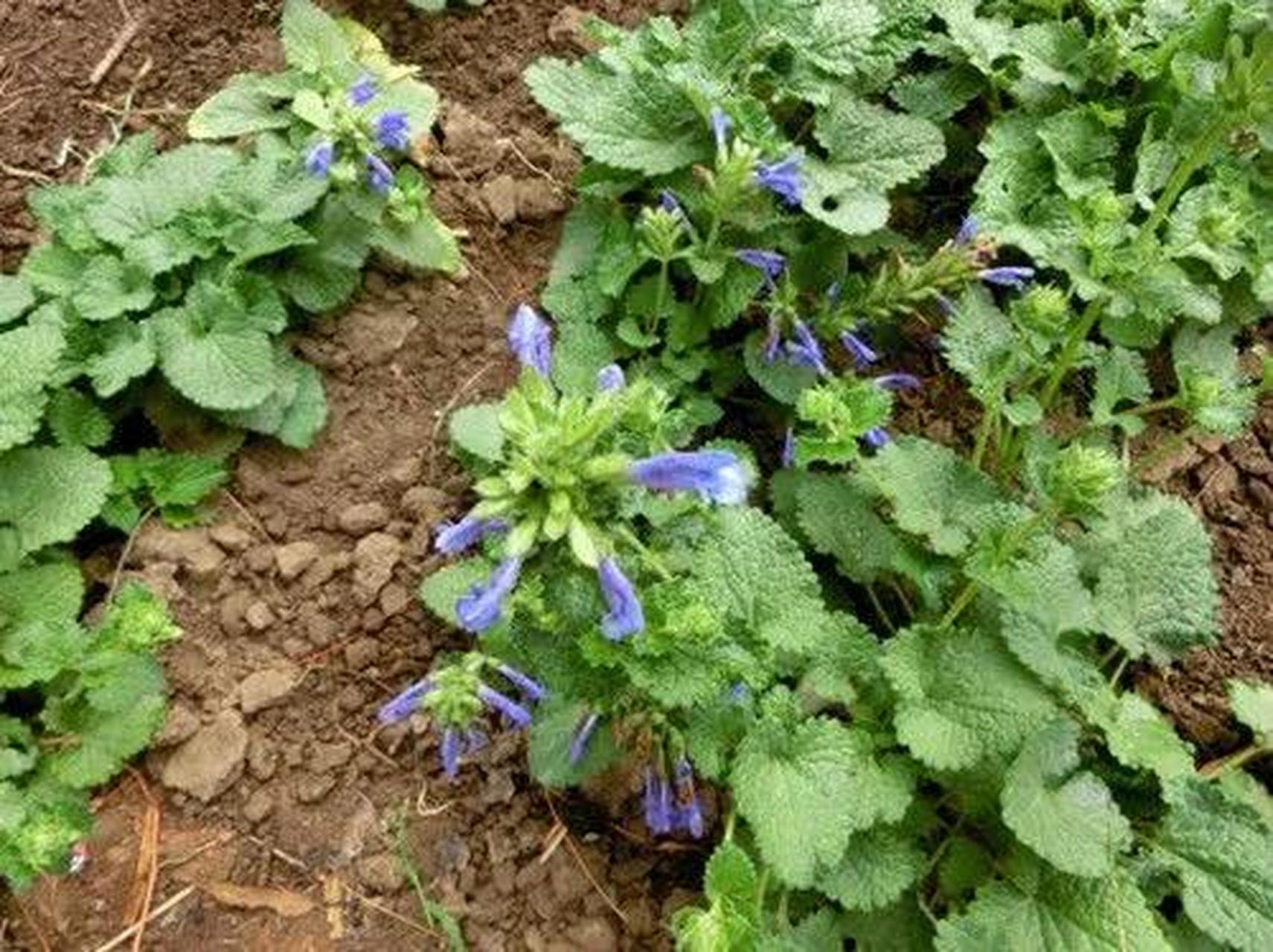 农村这种野草,老农称"芦芽仙草",当前真的很珍贵,遇到请爱惜!