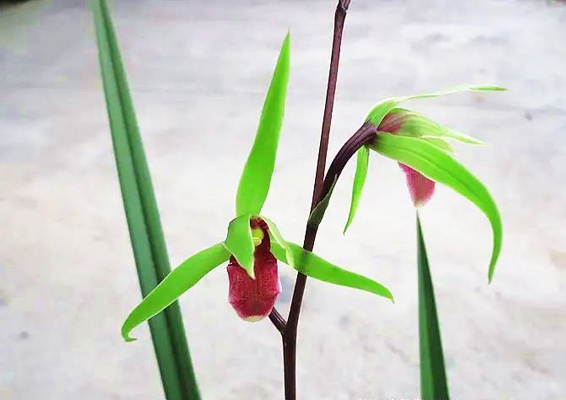每天介绍一款好兰花,此花潇洒飘逸,香味扑鼻,养过不后悔.