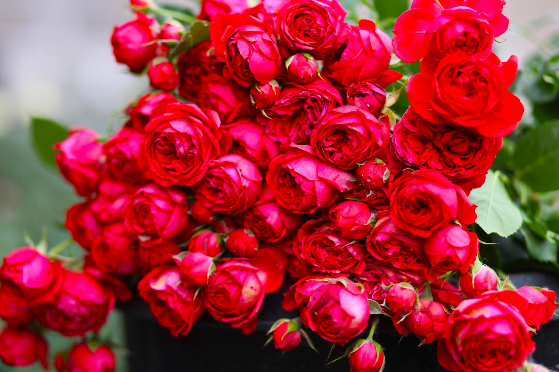 红苹果月季是一种美丽的微型月季,花色鲜艳,花型优雅,四季开花.