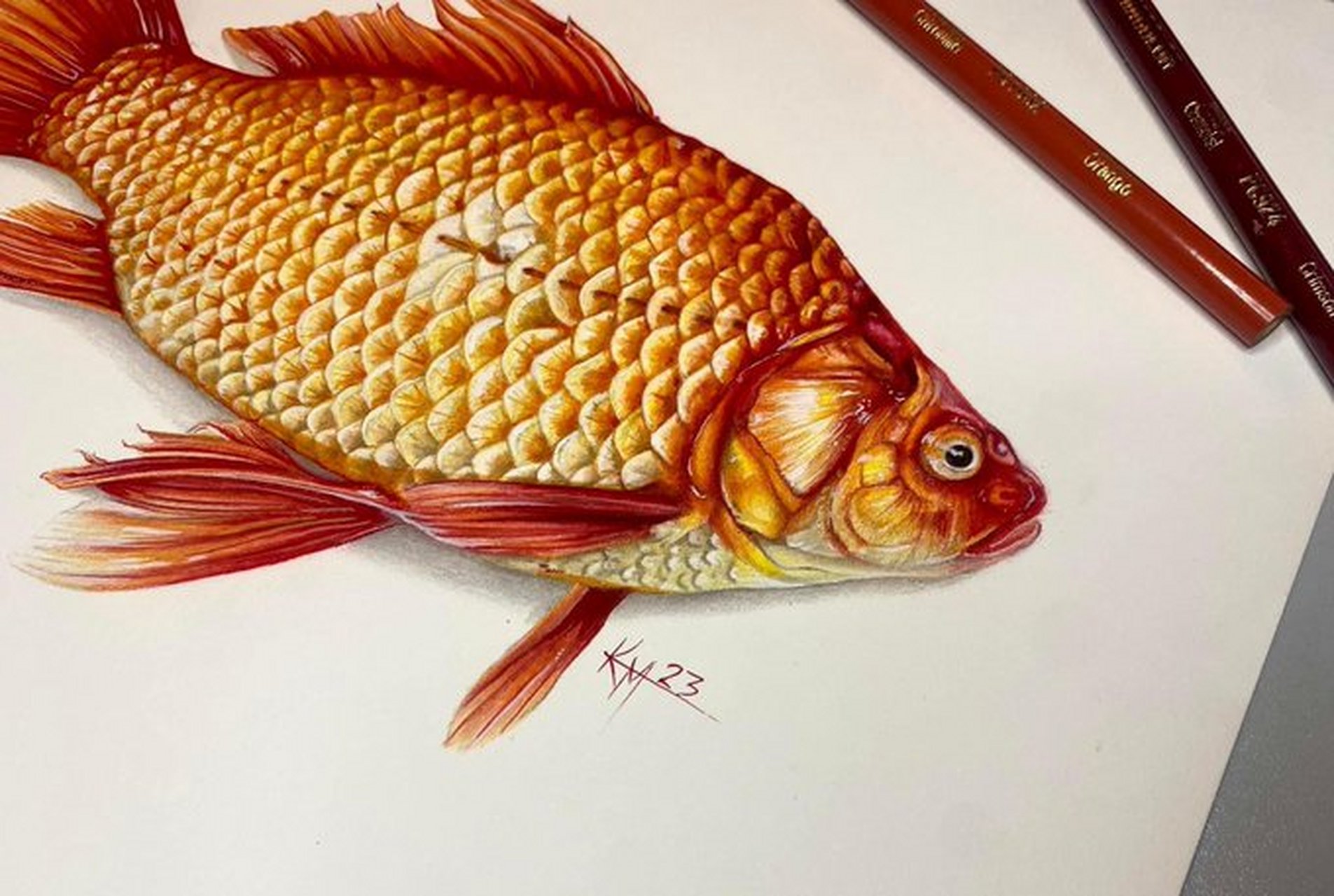 基拉·曼森(kira manson)超写实金鱼 纸本彩色铅笔#优质作者榜