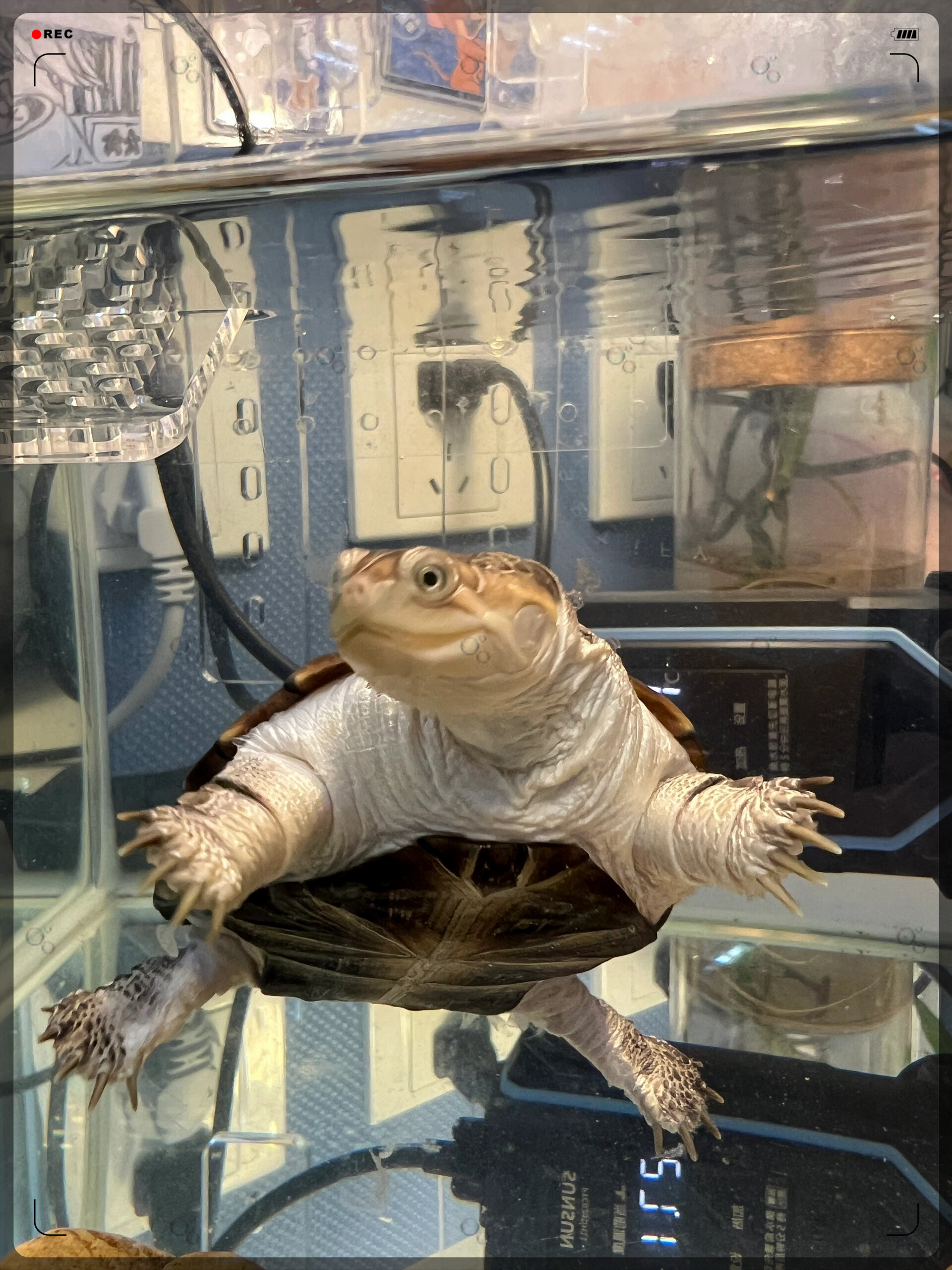 探秘动物世界  沼泽侧颈龟,一种神秘而迷人的生物.