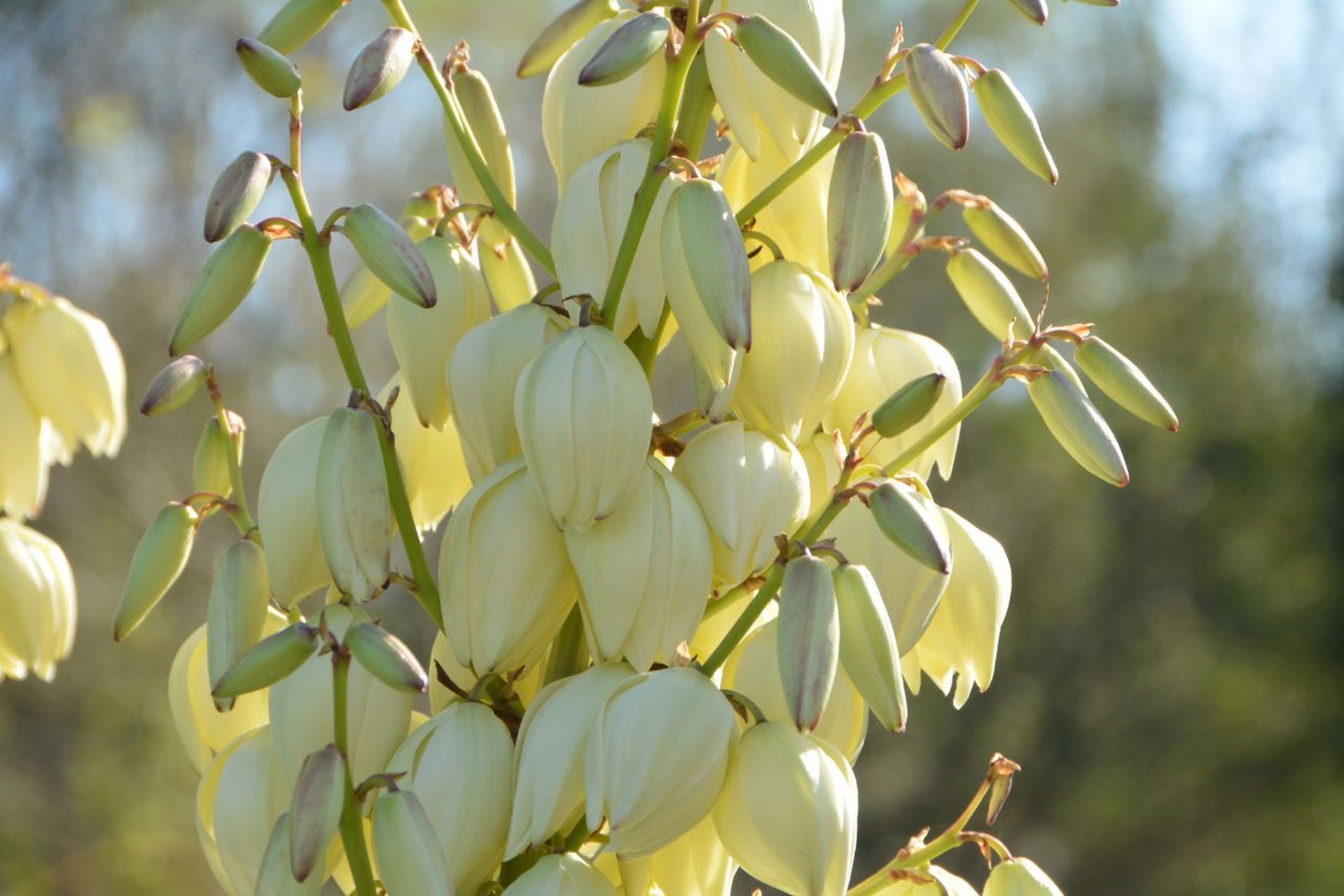 留给秋季最后的倔强,零度也挡不住的盛开 凤尾丝兰 yucca gloriosa