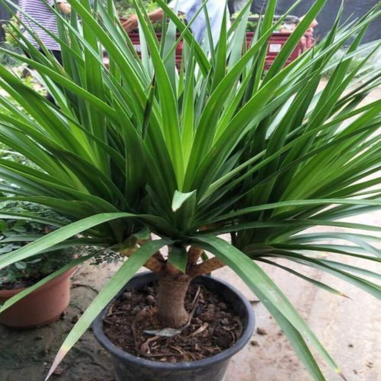 今天,我们就来聊聊如何养护龙血树,让它更健康,更美丽.