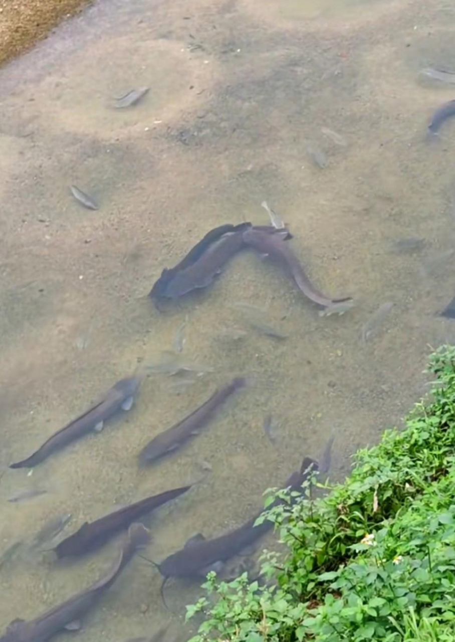 水里的鱼真是得瑟,还真以为我不能下去捉你吗