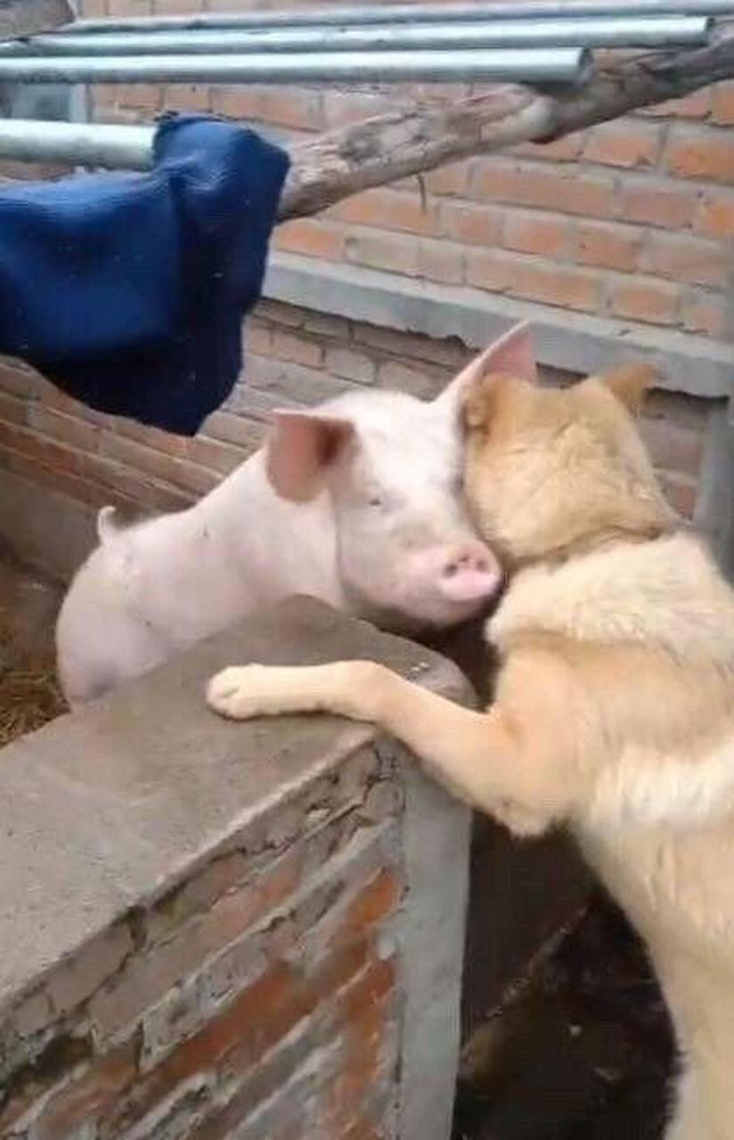 猪狗不如? #新冠第二波# #趣图搞笑