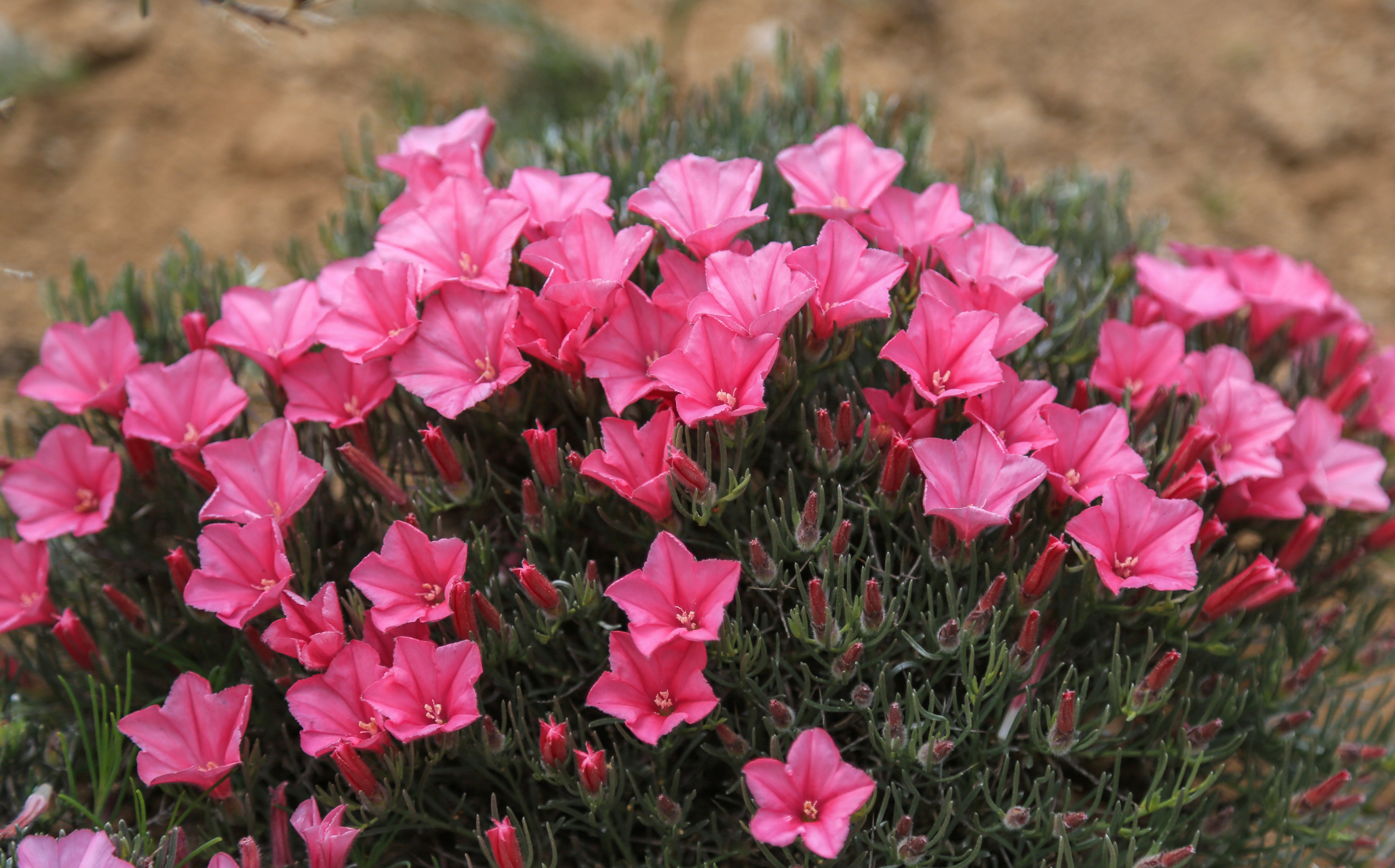 刺旋花,旋花科,旋花属匍匐有刺亚灌木,茎密集,披散垫状;小枝有刺,坚硬