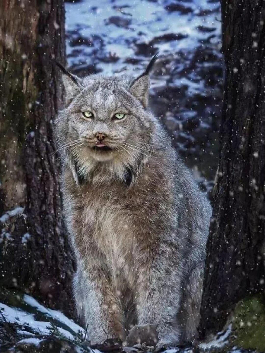 每天认识一种有趣动物|猞猁  「大爪爪的山猫——猞猁」  猞猁,学名