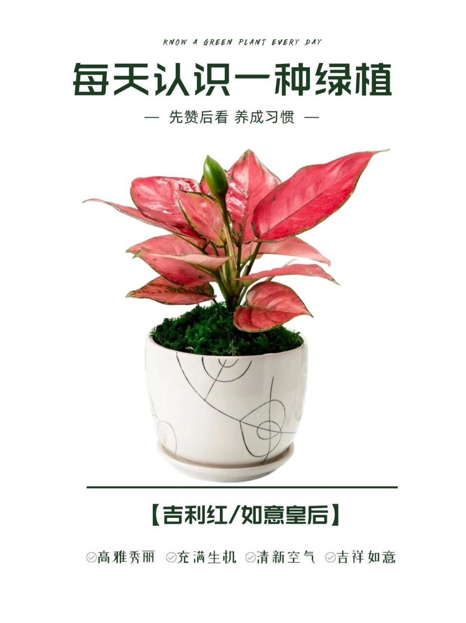 每天认识一种绿植:"吉祥如意"吉利红 91名称:吉利红 00别名:如意