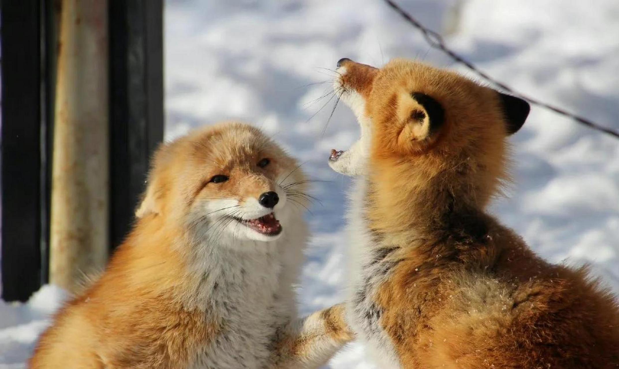 可爱的一对狐狸夫妻