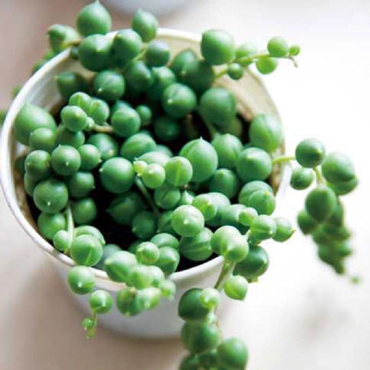 82158215 11566特点:翡翠珠为多年生常绿蔓性植物