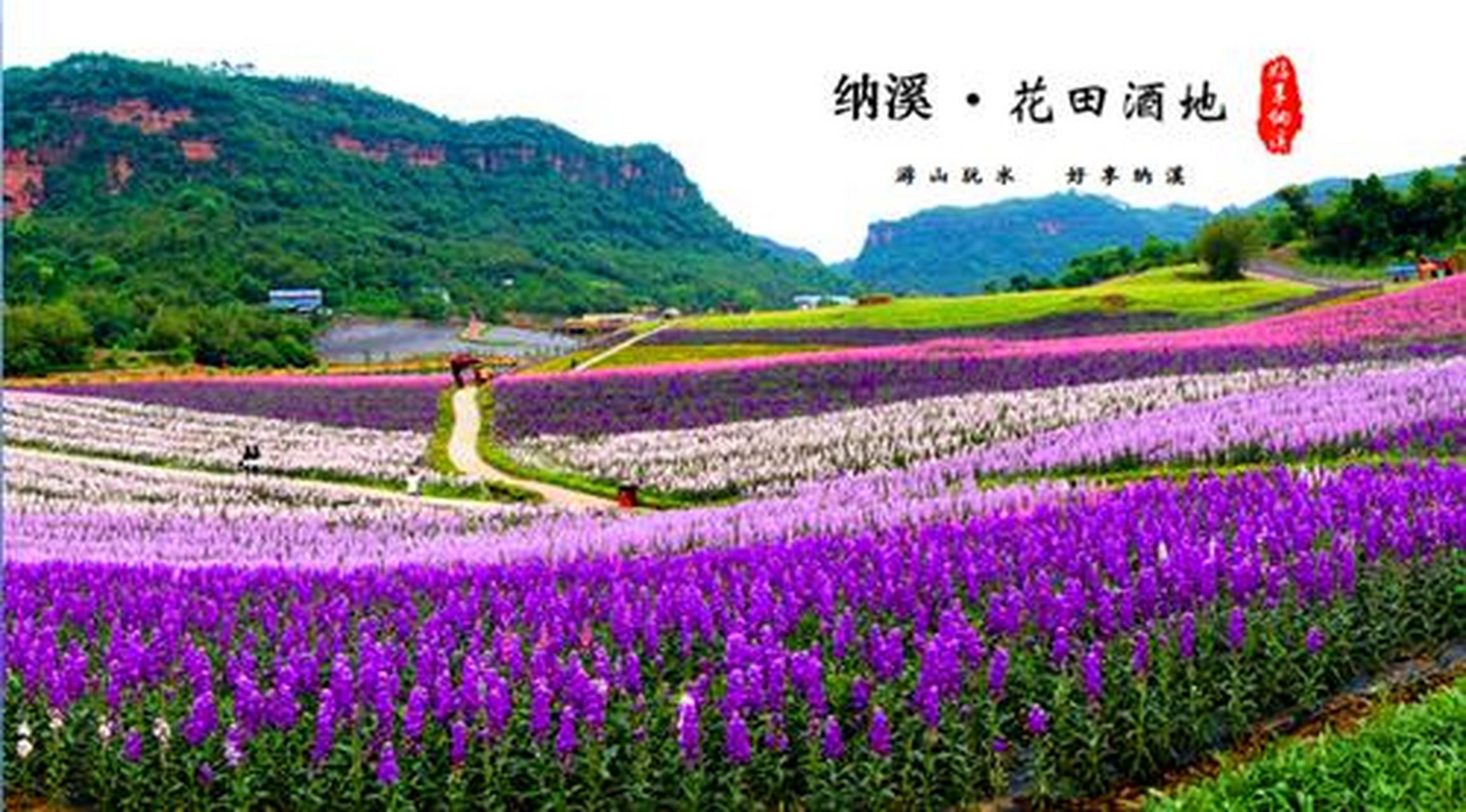 花天酒地位于泸州市纳溪区,这里栽种有大量各色花卉,是名副其实的花海