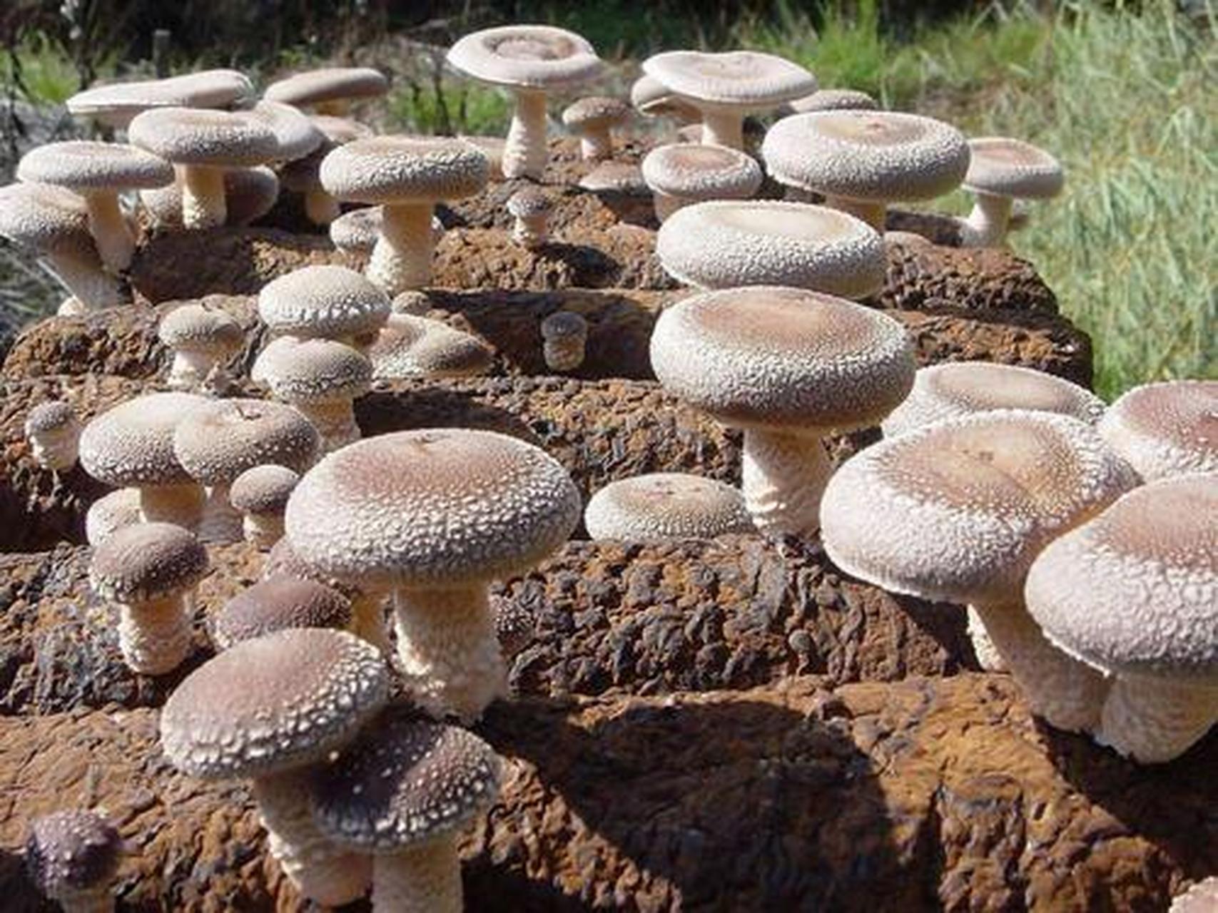 兴隆香菇是河北省承德市兴隆县的特产.