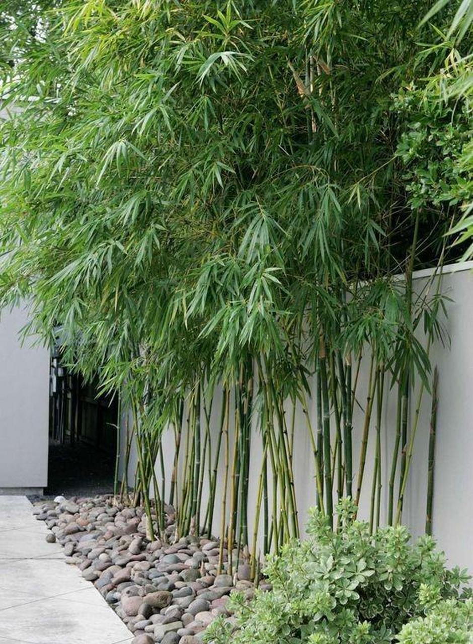 雅致竹林,让自家庭院多一分淡薄风范 值得花园庭院栽植的竹子品种其实