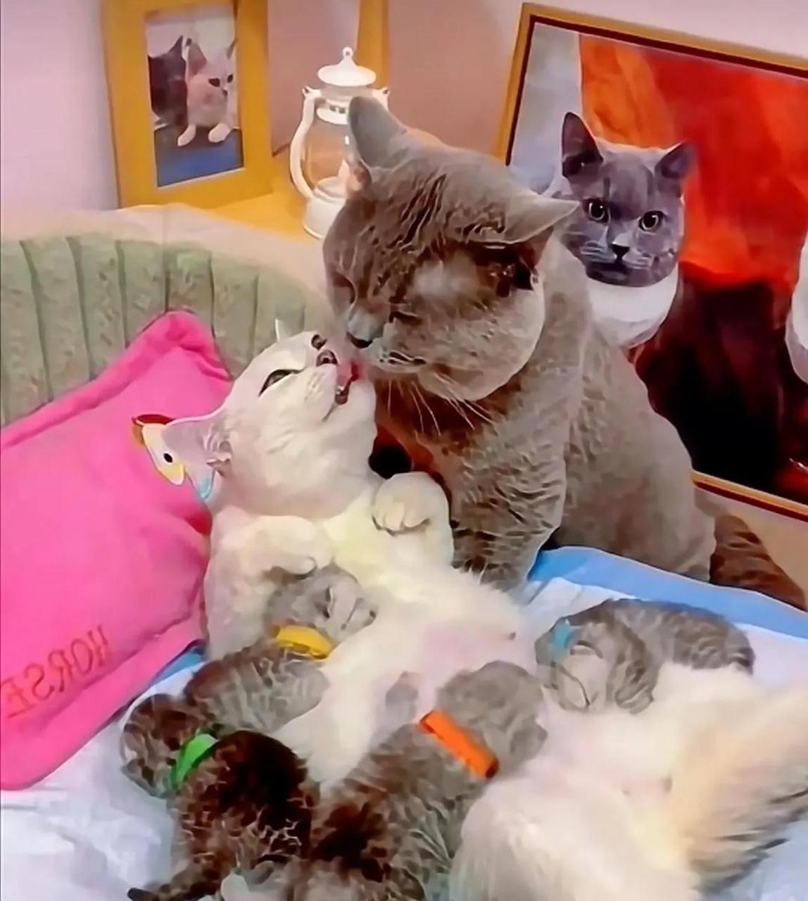 单身猫一脸羡慕的表情