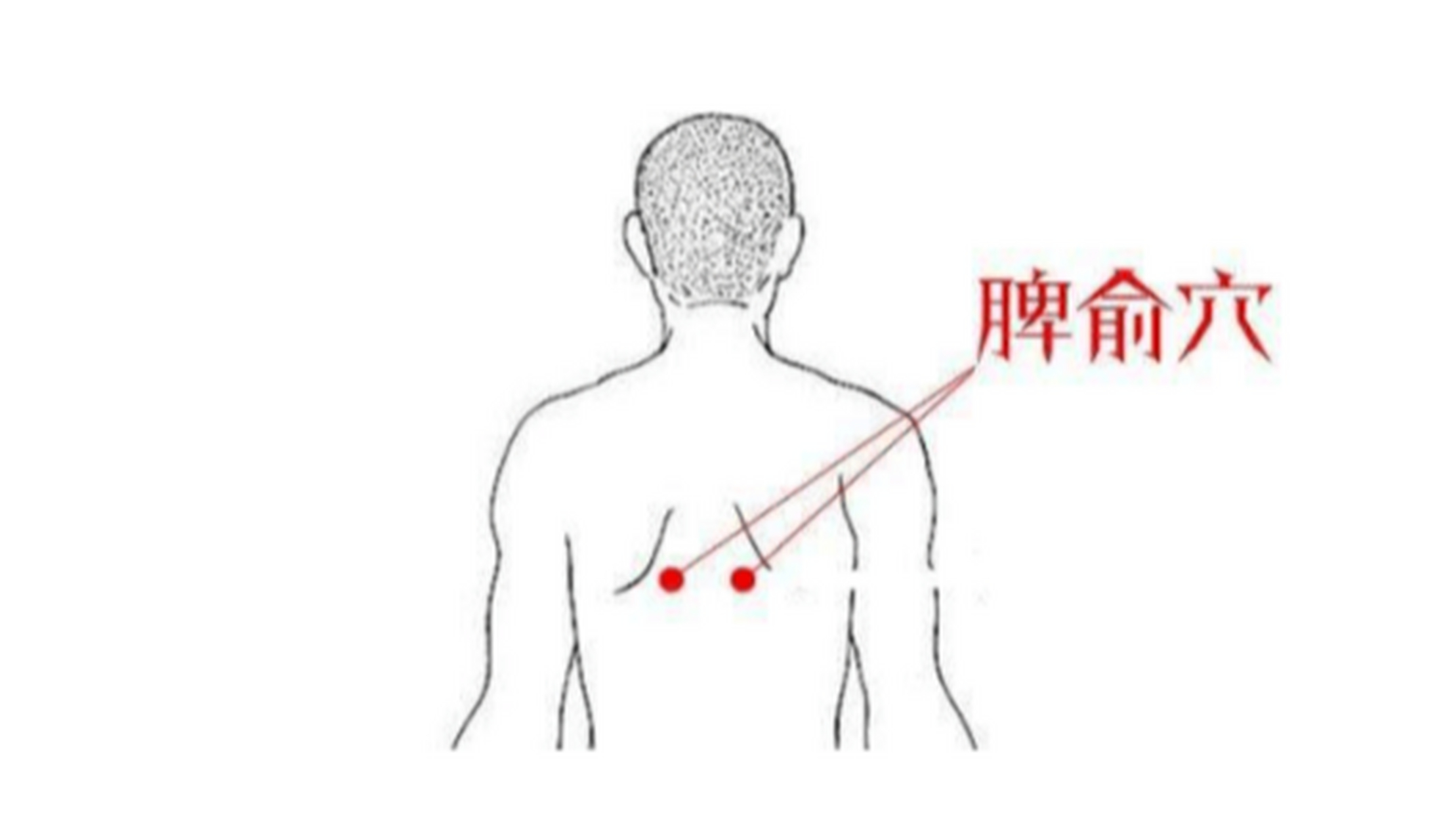 5寸 操作方法:用指端揉或按称揉或按脾俞.