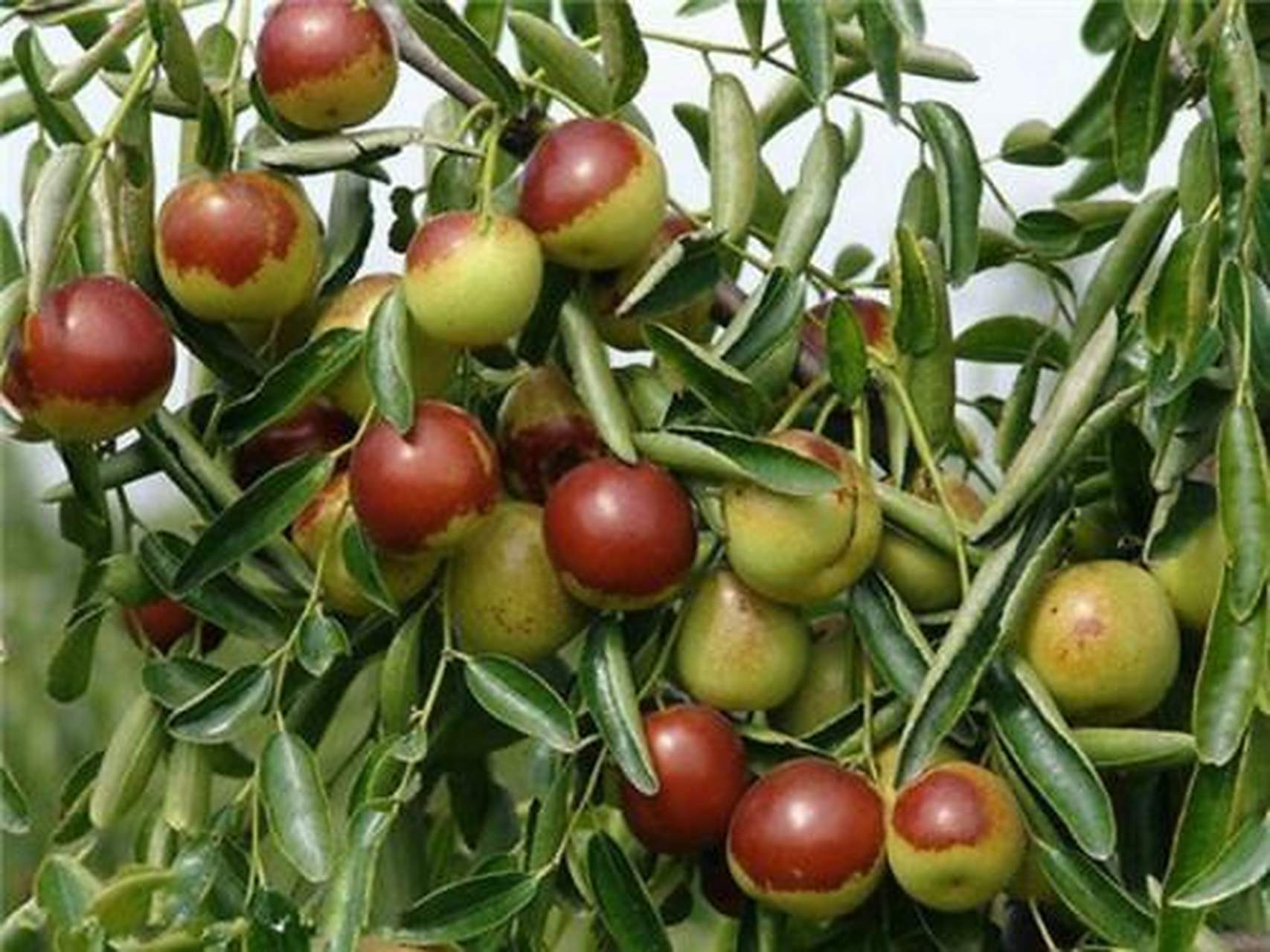 赞皇大枣别名金丝枣,它是我国发现的唯一"自然三倍体"品种.