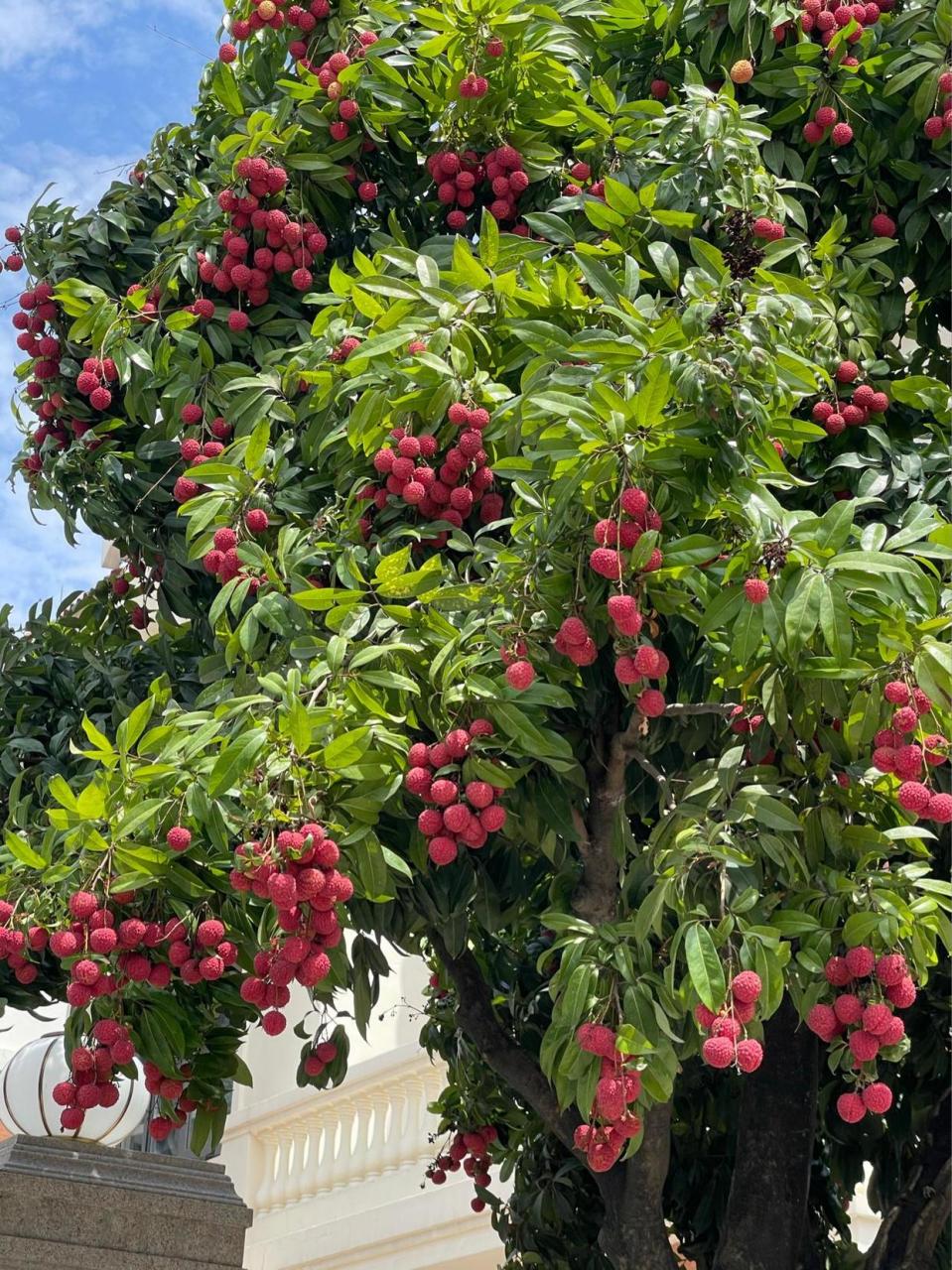 门前的荔枝树,每年结果都压弯了枝头 有喜欢吃荔枝的朋友吗?