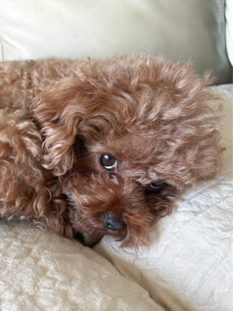 所有泰迪的眼神都这么鬼精吗  你们有没有发现,所有的泰迪眼神都这么