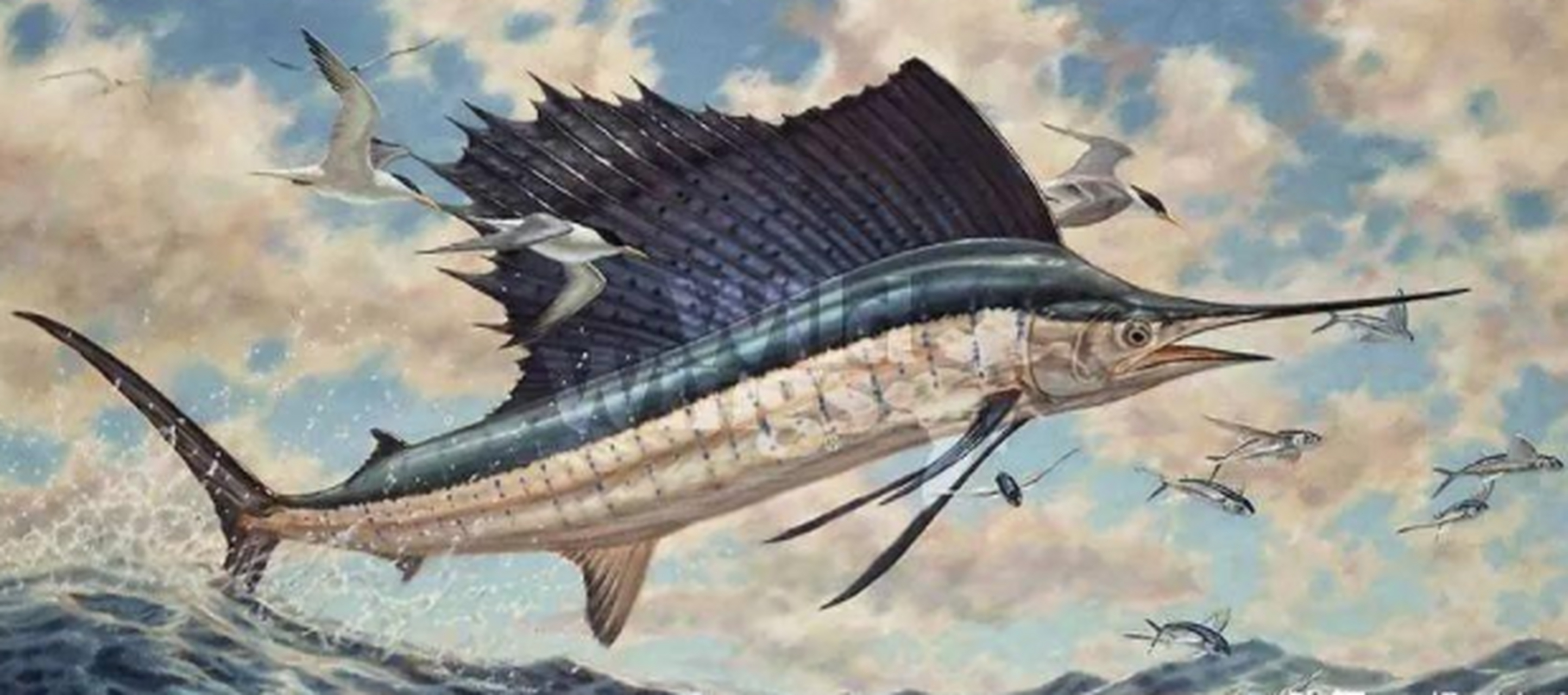 旗鱼又称芭蕉鱼是世界上短距离内游泳速度最快的鱼,根据美国科学测量