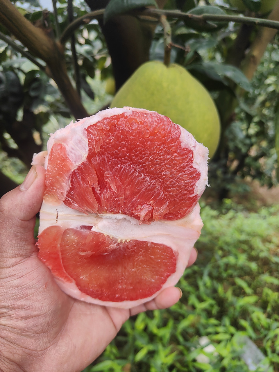 泰国红宝石青柚苗  亲们,我今天来给大家介绍讨论多新话题柚子苗品种