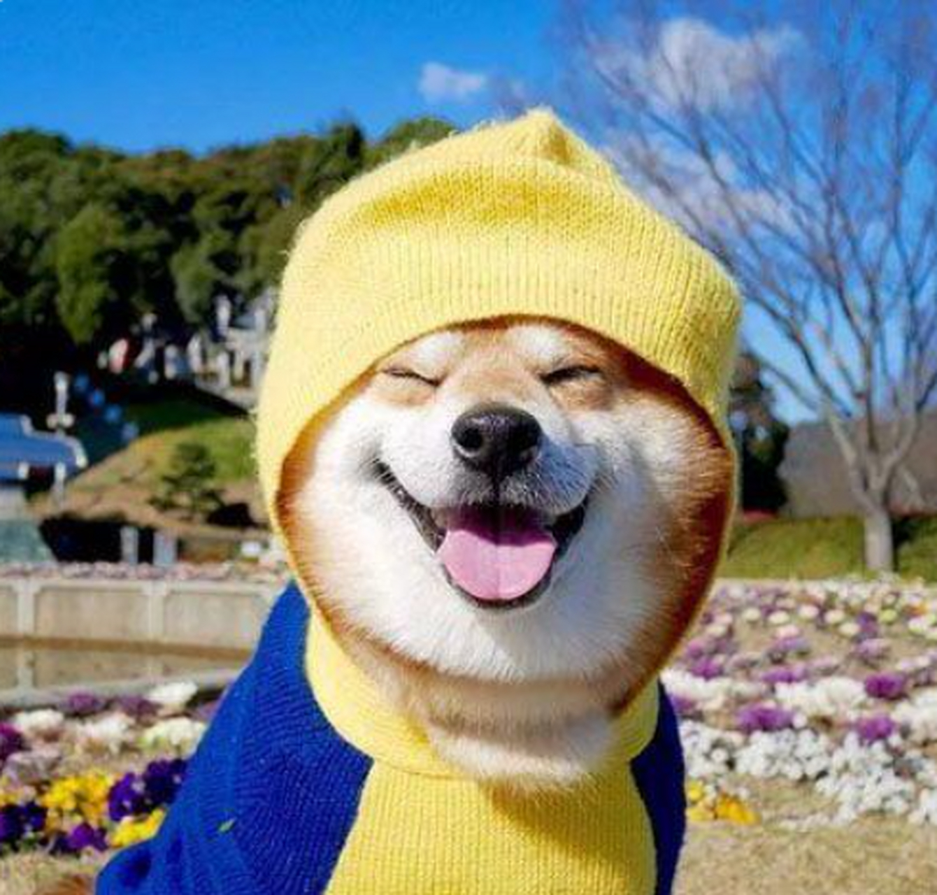 好治愈的笑容啊