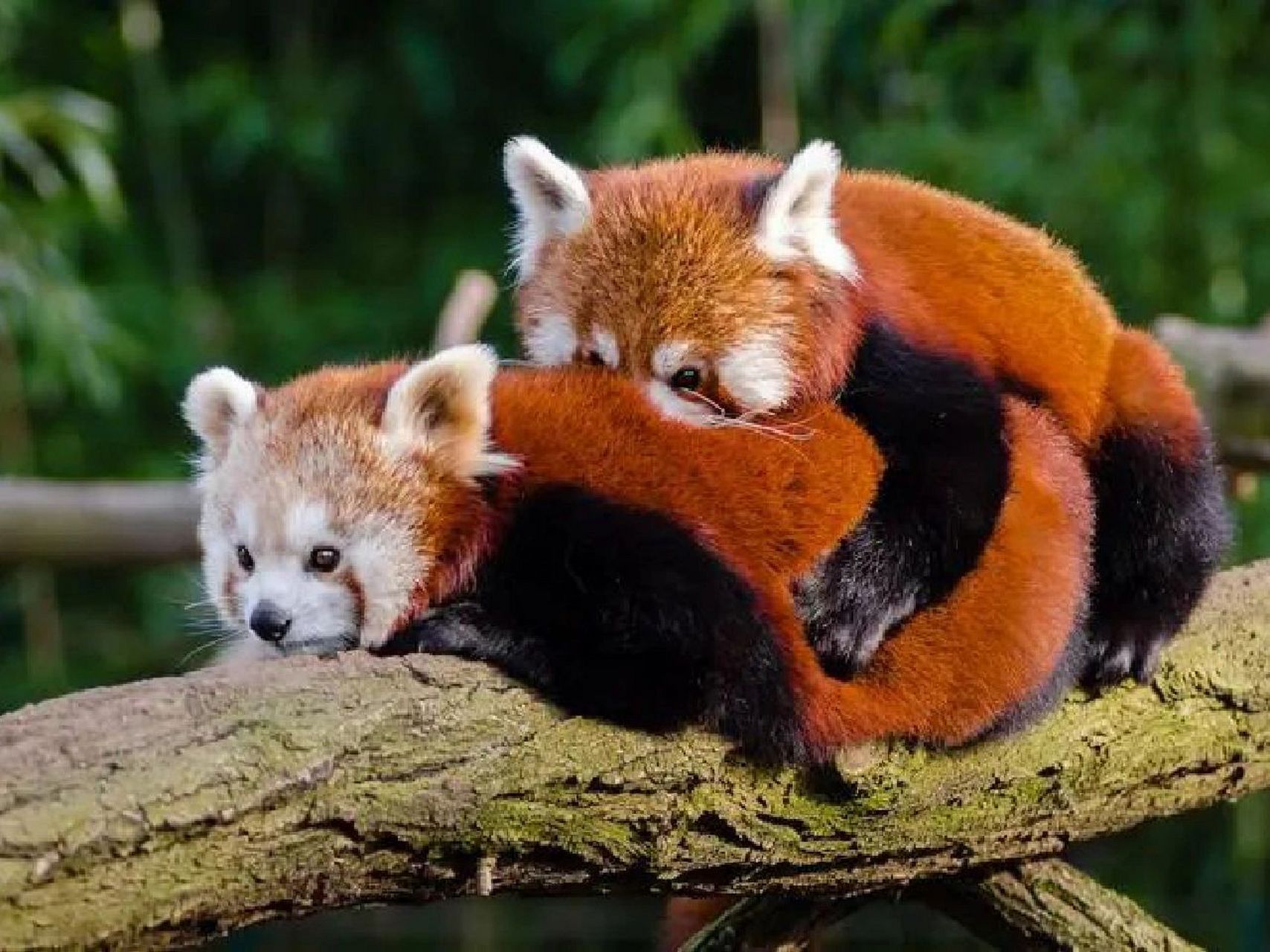 可爱95难道也是一种罪过 面对森林中那么多野生动物,为什么小熊猫的