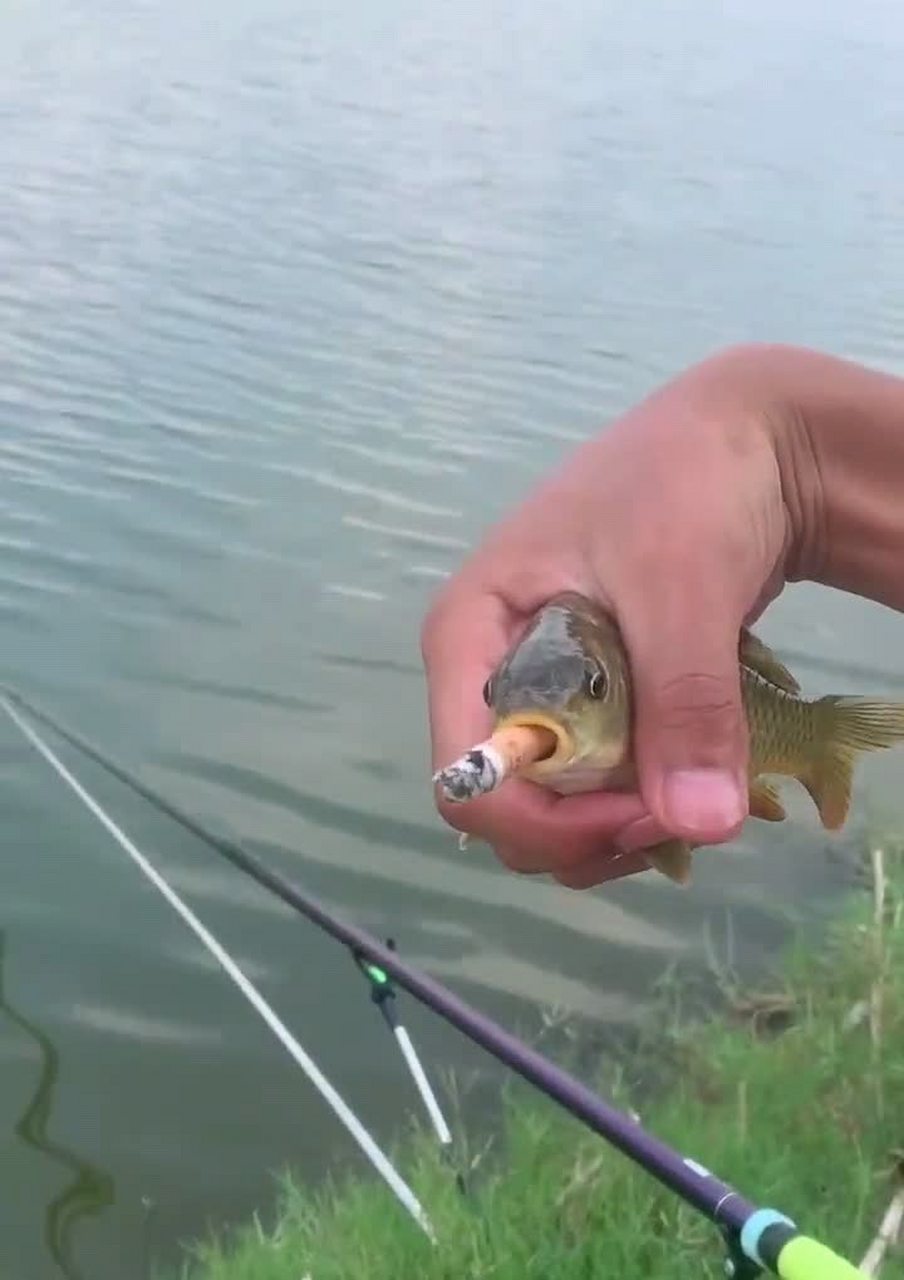 给鱼抽一支烟,让鱼平静下来.[二哈]