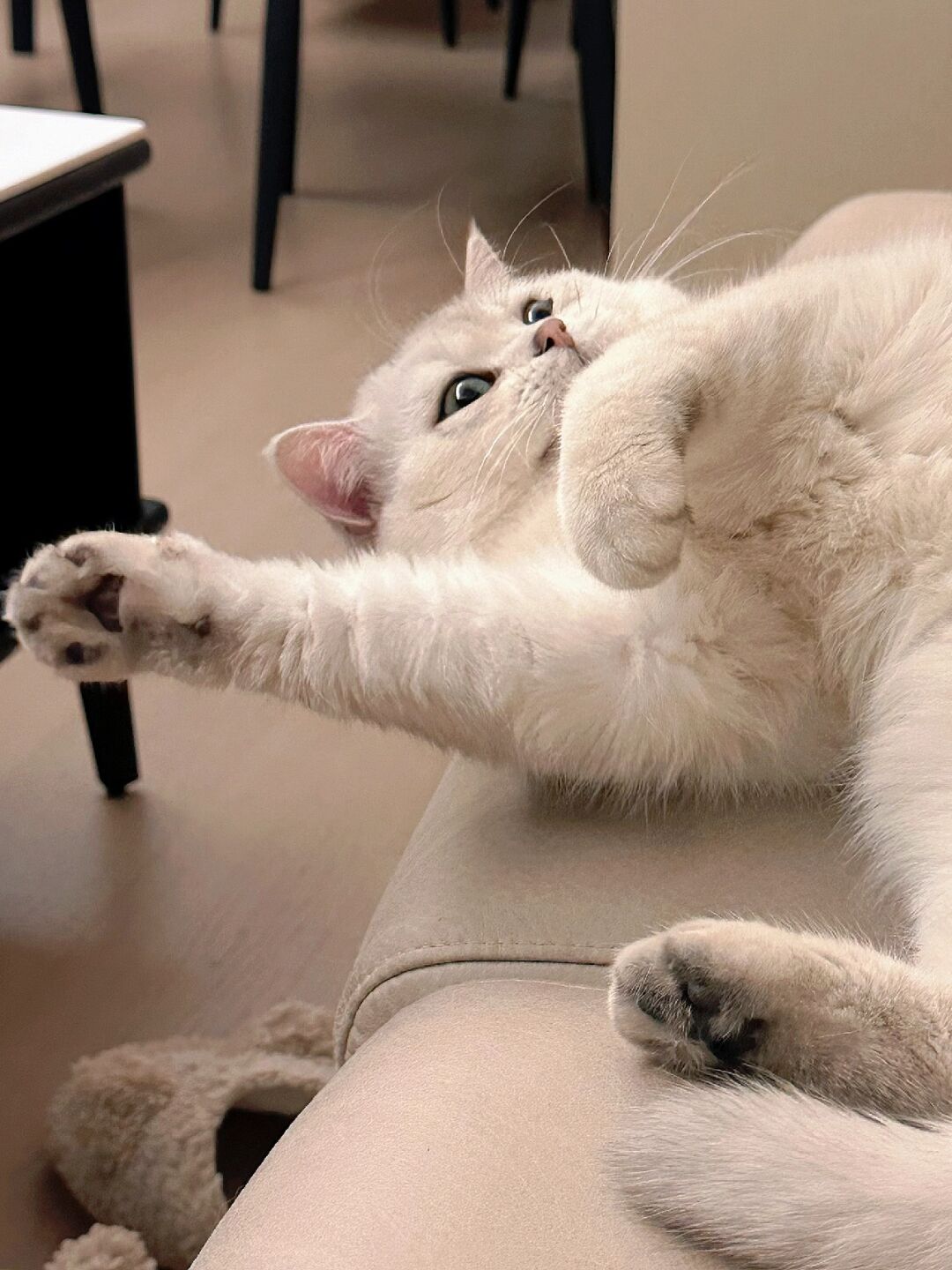 猫猫我呀 明天又不用上班又不用上学的 "就继续在家睡觉觉啦～" 忍不