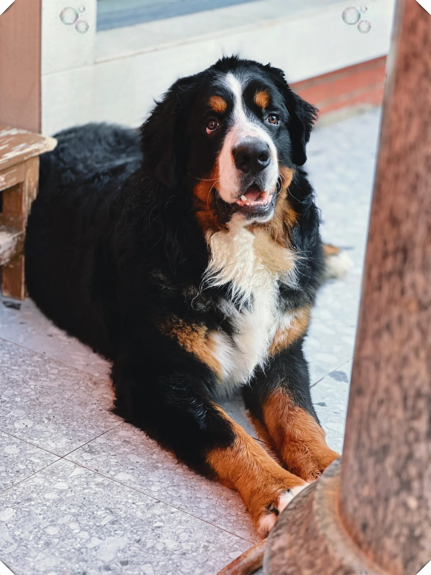 伯恩山犬体型图片