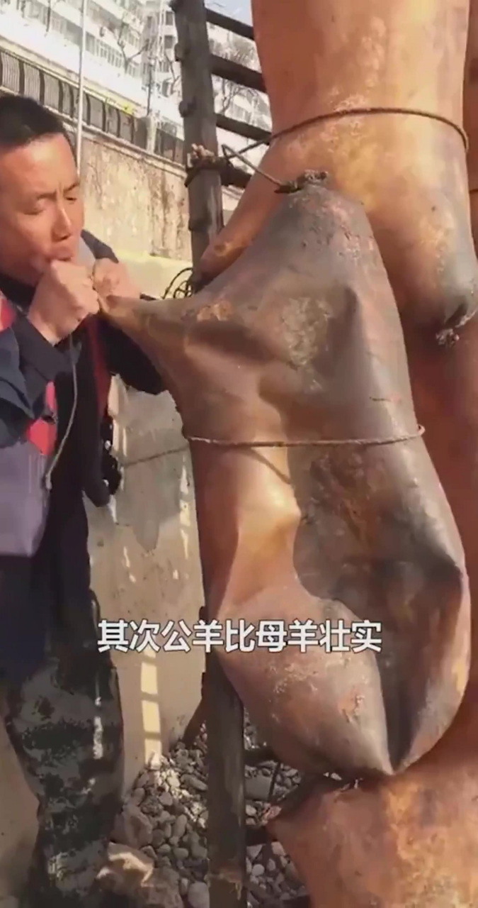 羊皮筏子为什么只能用公羊?