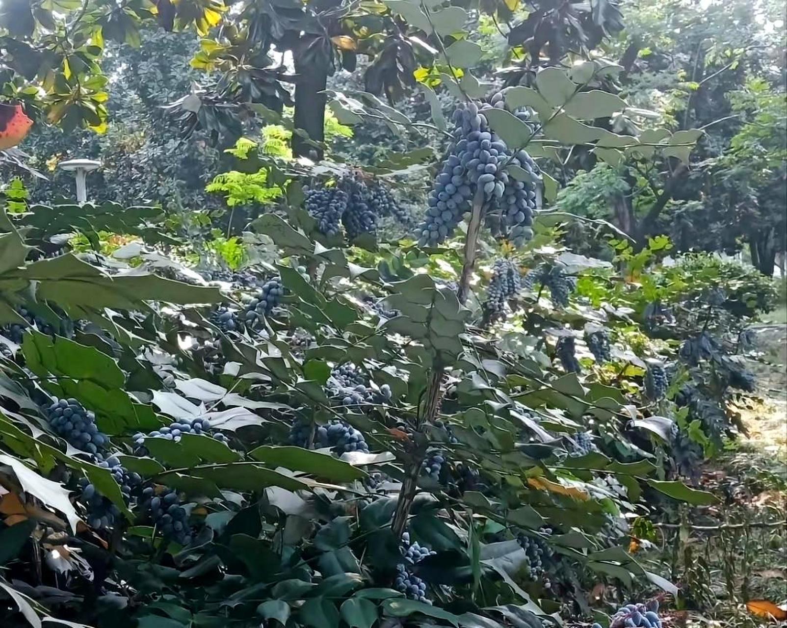 我在野外看到了一种长得像葡萄的果实,想知道它是什么,能否食用.