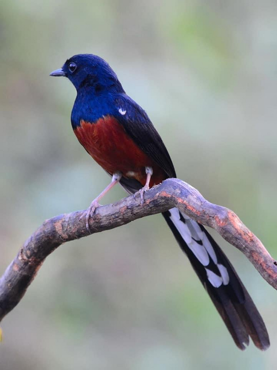 白腰鹊鸲~我喜欢它的蓝羽