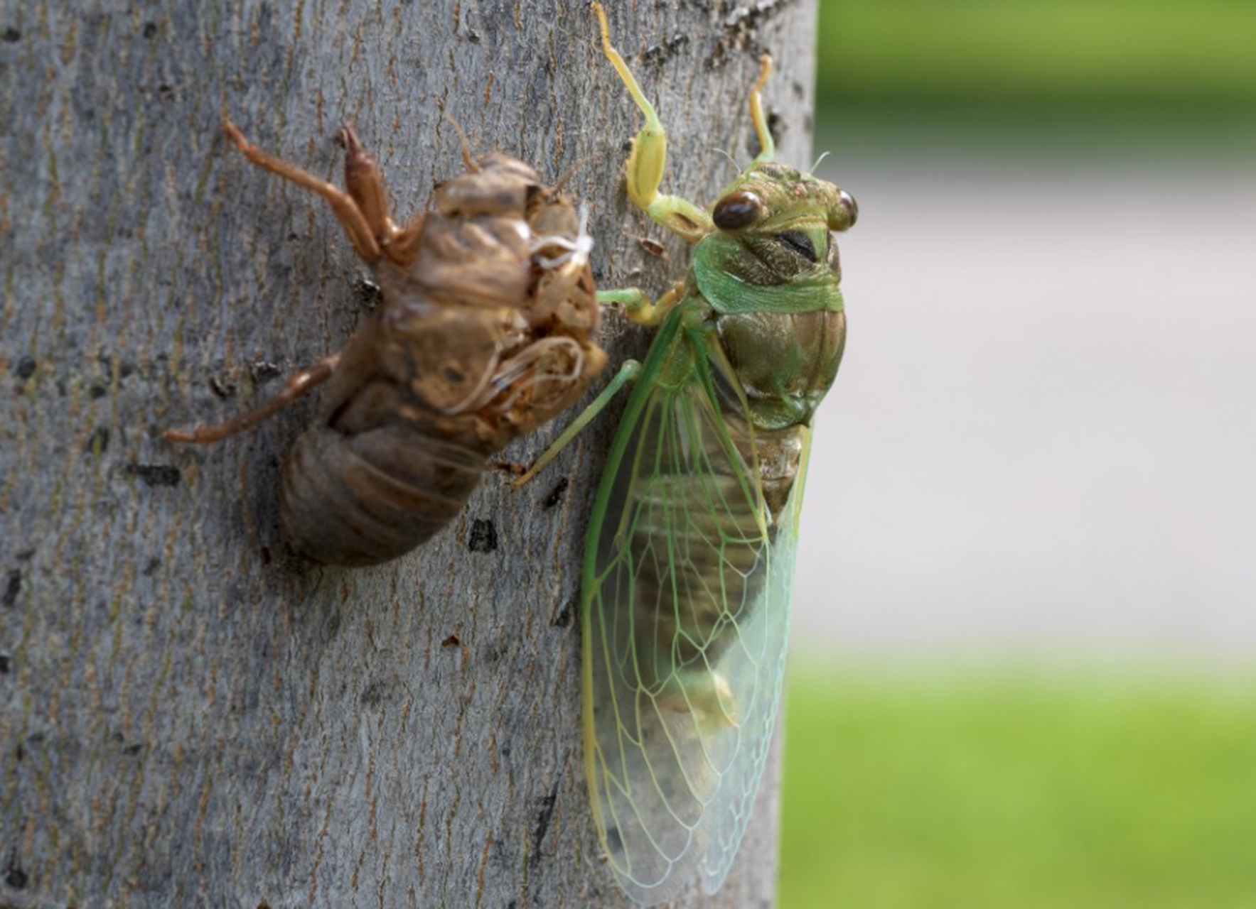 我国常见的三种蝉有蚱蝉,蟪蛄,呜蜩,寿命一般为7年左右.