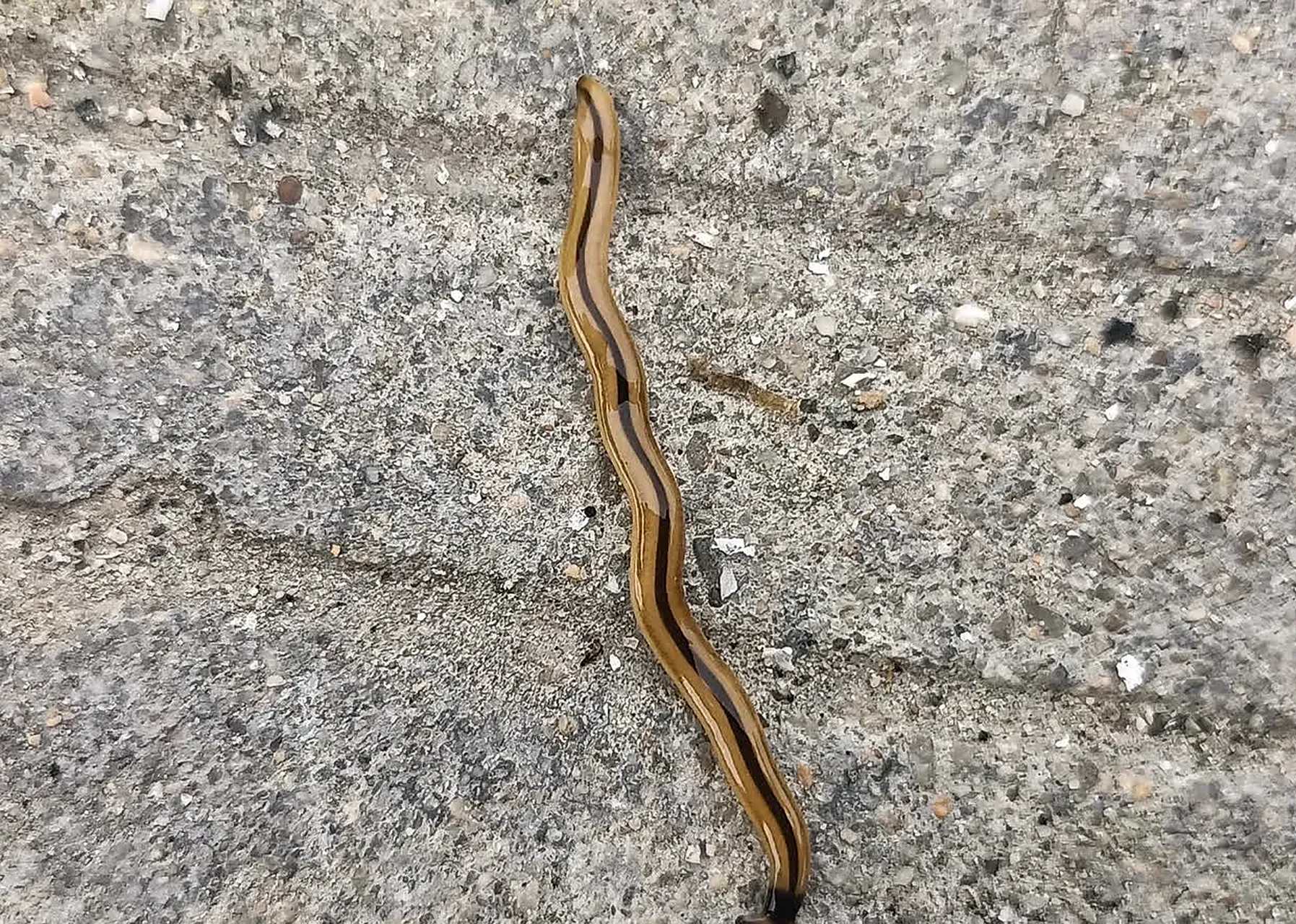 三角头,这是什么?[汗][微笑]