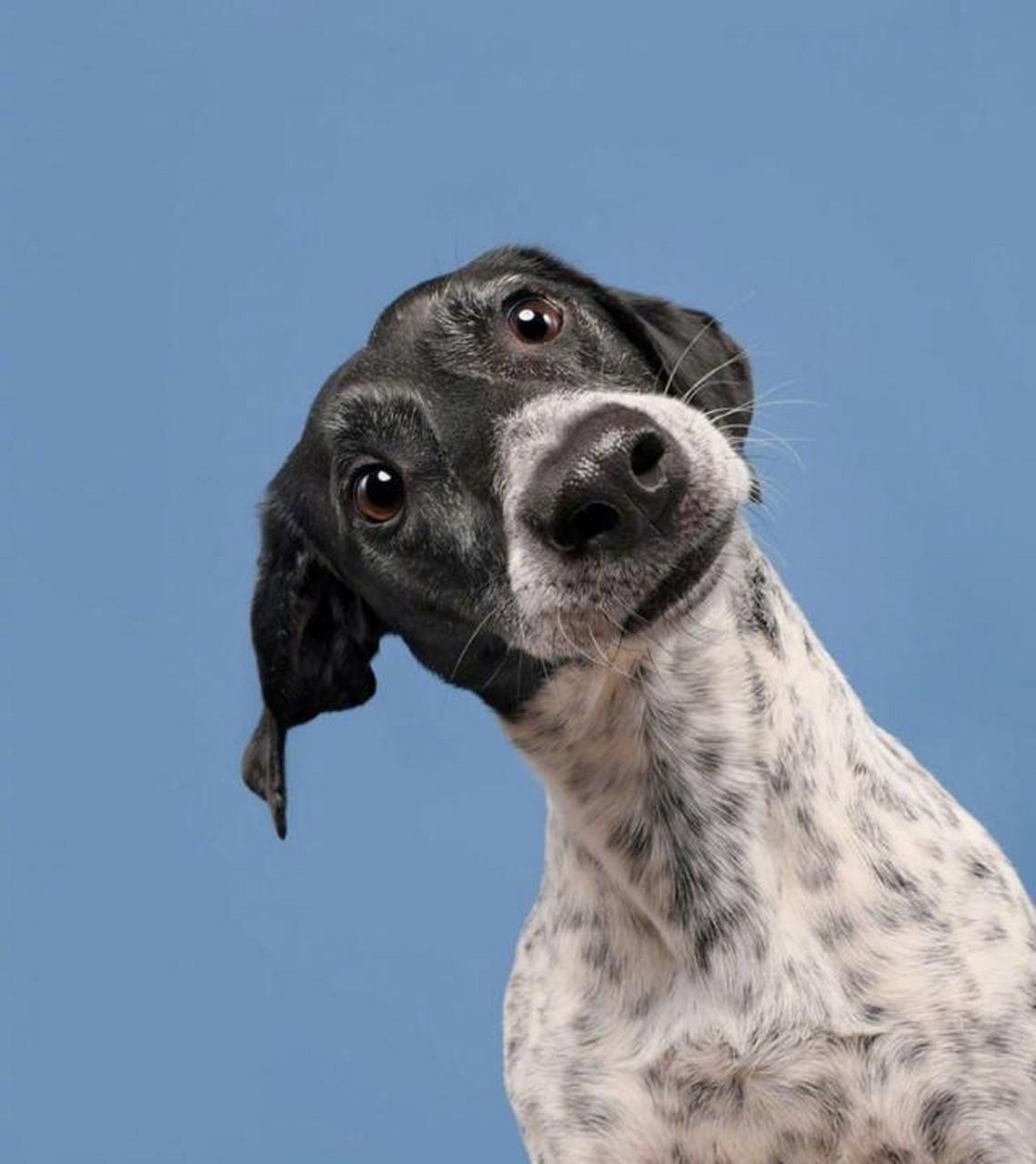 德国摄影师elke 非常善于捕捉狗狗脸上的小表情,比如这一组"歪头杀"