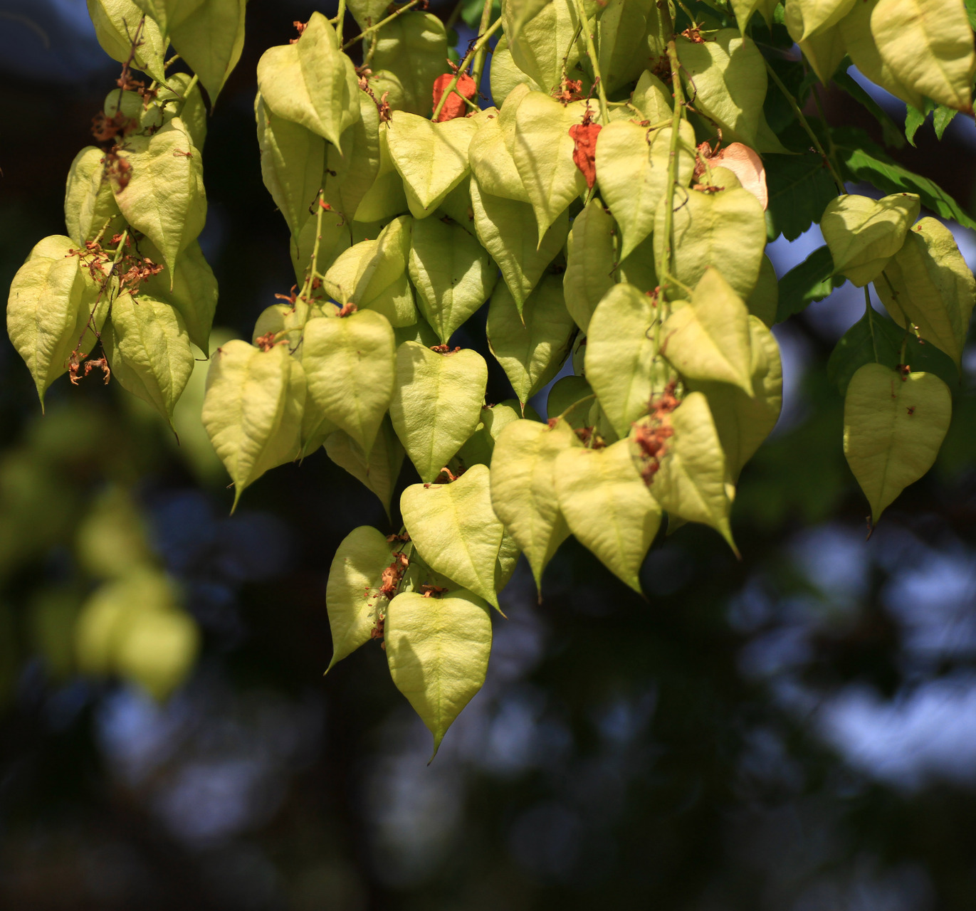 栾树,挂满灯笼的灯笼树