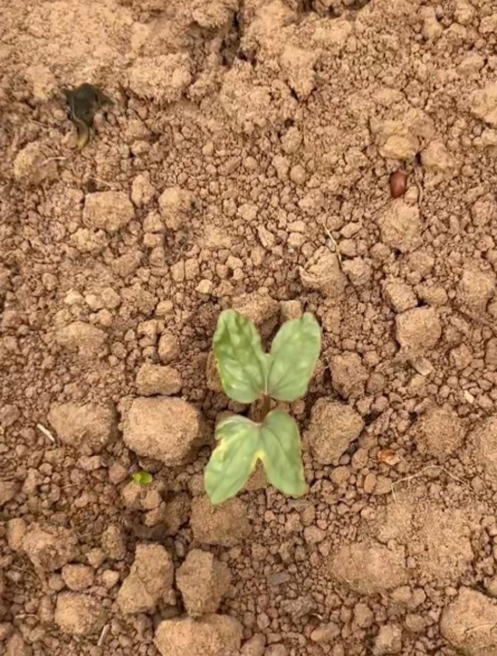 紫色的喇叭花幼苗