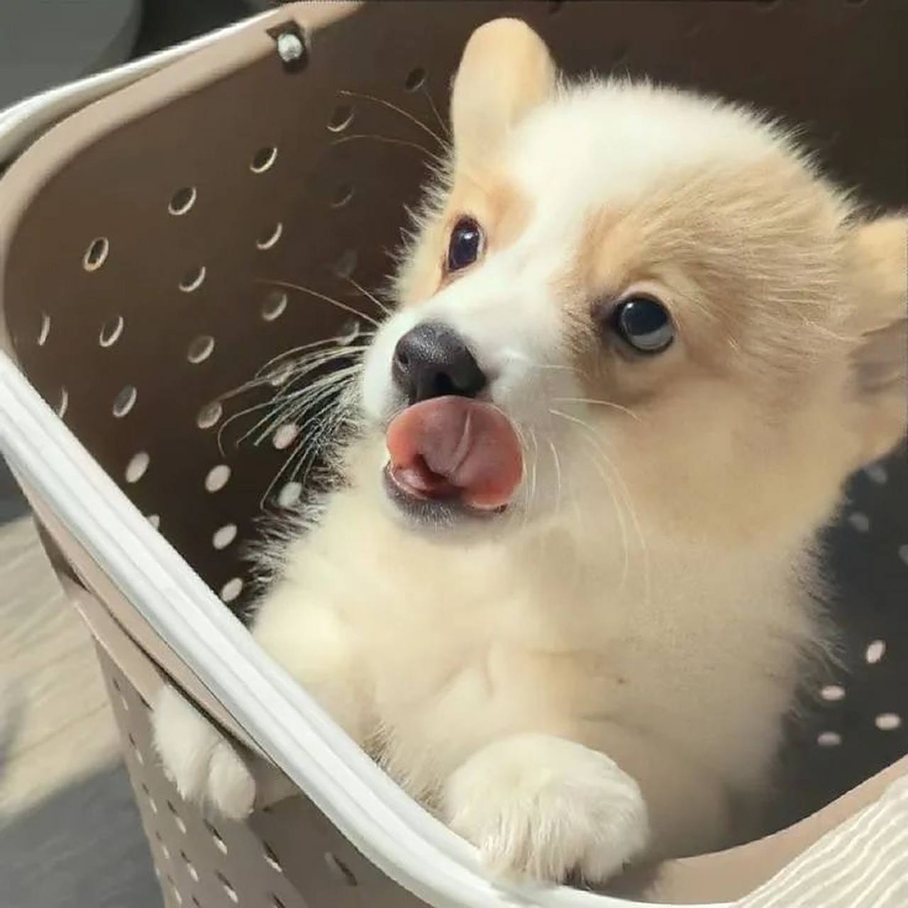 狗狗头像   "在外不化妆时总害怕地想躲起来,但在爸爸妈妈身边素面