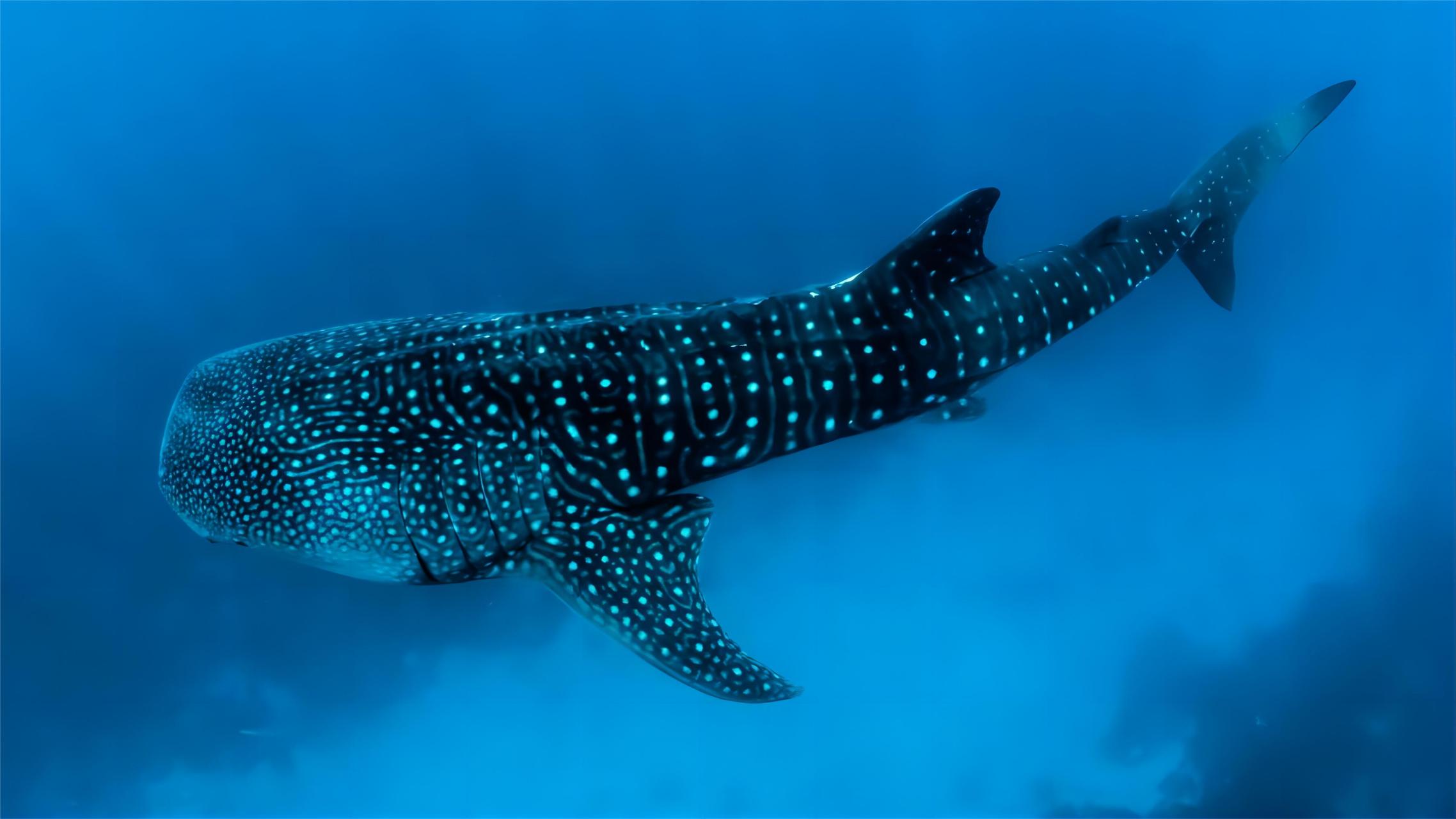 科学家发现,鲸鲨的皮肤具有抗菌作用       鲸鲨是一种神秘的生物