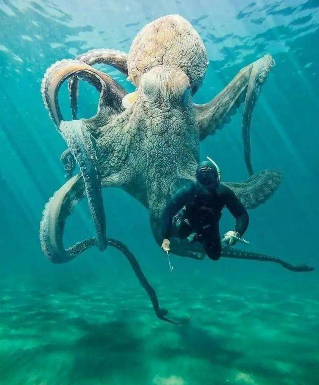 海中最大的章鱼可能在9米以上,十分恐怖[滑稽]