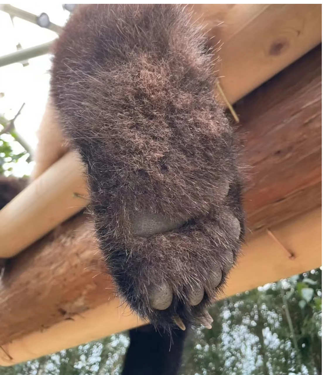 你大家看一下熊掌长什么样吗