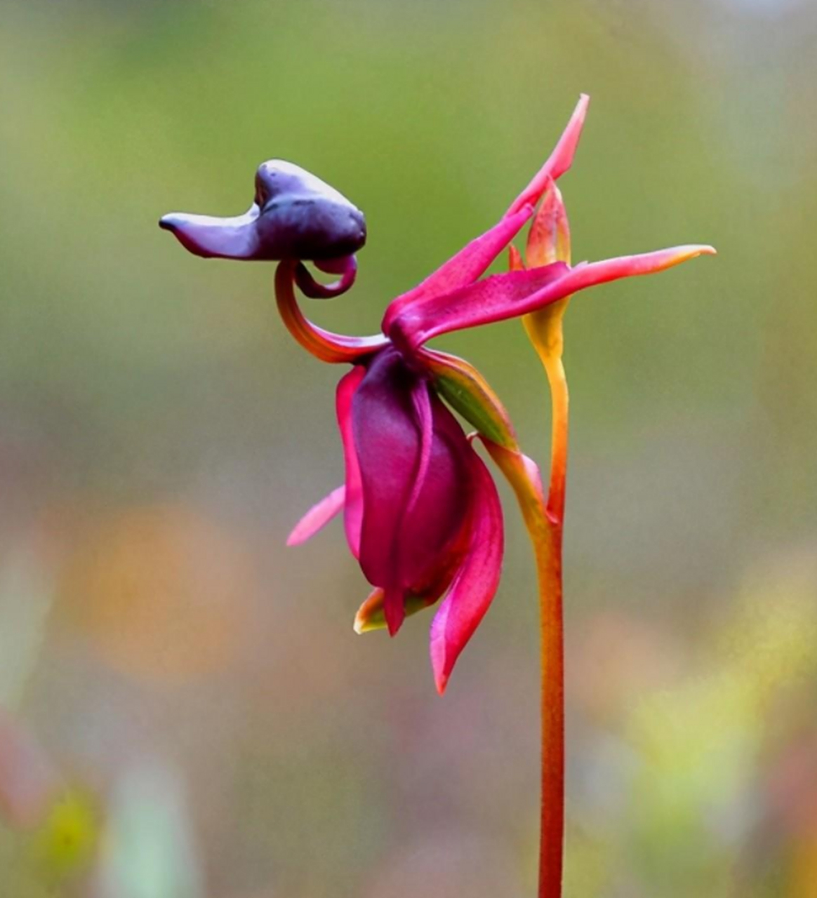 飞鸭兰,被誉为"兰中之王",你认识吗?