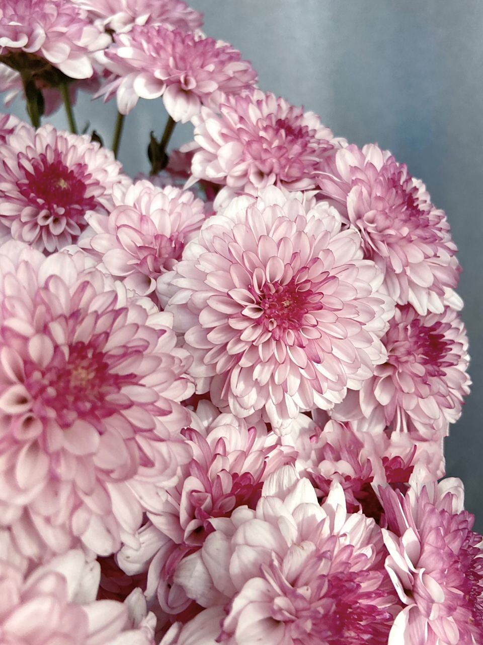 鲜切花入坑 布鲁诺粉小菊98 98布鲁诺粉小菊98花期:冬季30天.