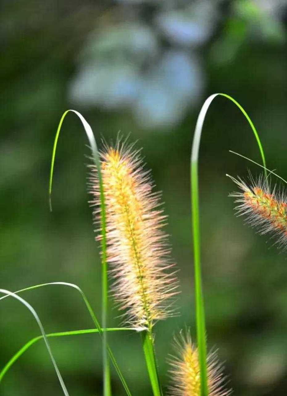 离离原上草,一岁一枯荣 野火烧不尽,风吹又生 分享狗尾巴草的唯美图片